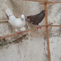 کبوتر‌پرشی