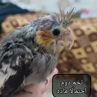 جوجه عروس هلندی دون خور|پرنده|مشهد, منزل آباد|دیوار