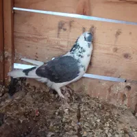 کبوتر|پرنده|ساوه, |دیوار