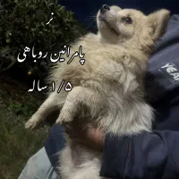 پامر روباهی/ معاوضه میکنم|سگ|تالش, هشتپر|دیوار