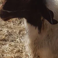 شک ورن سنجابی اصیل