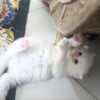 فرشته کوچولوهای چشم ابی پرشین .اسکاتیش نژاددار