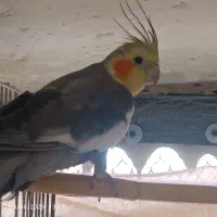 عروس هلندی|پرنده|پاکدشت, شهرک امام رضا|دیوار