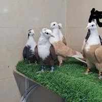 کبوتر کفتر کلاغ کربلایی|پرنده|مشهد, امیرآباد|دیوار