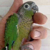 جوجه گرینچیک و کوتوله برزیلی