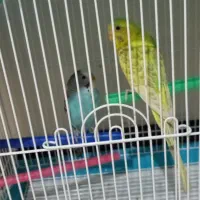 یه جفت کرغ عشق نازار|پرنده|کرمانشاه, |دیوار