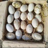 تخم غاز دورگه نطفه دار