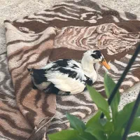 اختیاری|پرنده|مشهد, کوثر|دیوار