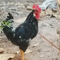 خروس عربی جوان