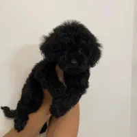 توی پودل رنگ مشکی کمیاب