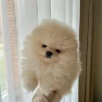 پودل /پامر/شیتزو/گلدن /چاو چاو|سگ|اصفهان, مولوی|دیوار