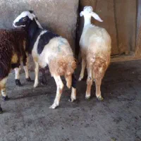 ۳تابره نر تخمی