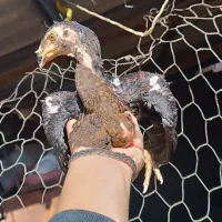 جوجه و خروس لاری