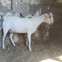 یک عددبزفروشی|حیوانات مزرعه|خمیر, |دیوار