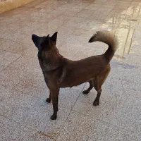 سگ مالینویز نر|سگ|رفسنجان, |دیوار