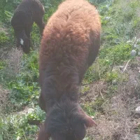 بره نره قوچی جنس دار26