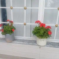 گل شمعدونی