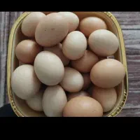 تخم مرغ محلی تازه
