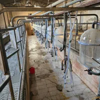 شیردوش گاوداری