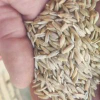 جو دیم تمیز و مغز دار مناسب بذر