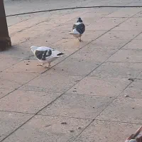 ۷ عدد کفتر|پرنده|کهریزک, |دیوار