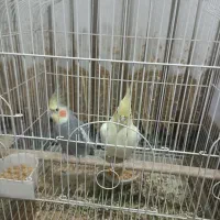 جفت عروس هلندی مولد|پرنده|رفسنجان, |دیوار