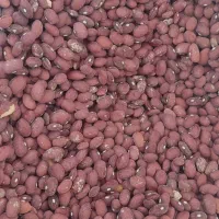 فروش ۵۰۰ کیلو لوبیا قرمز