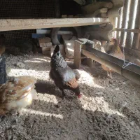 ۱۰تا مرغ و خروس جوان خوشگل تخمگذار|حیوانات مزرعه|صوفیان, |دیوار