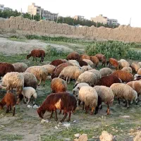 به تعداد 50راس گوسفند