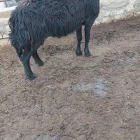 یک راس قوچ تیزران شیشک قره قزل|حیوانات مزرعه|سبزوار, قصبه شرقی|دیوار