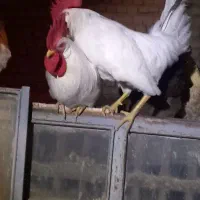 خروس