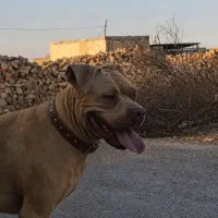 سگ نژاد پیتبول،سالم،۲ساله،شاهین شهر اصفهان