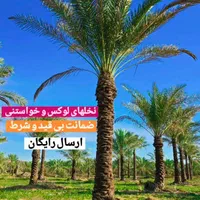 فضای سبز البرز نخل پالم. فونیکس