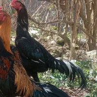 خروس لاری اوشامو خالص معاوضه با غازو خروس محلی