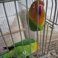 جفت طوطی برزیلی