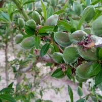 فروش باغ به متراژ 750 متر