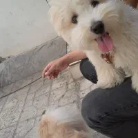 رضا فرازیان مربی سگ‌