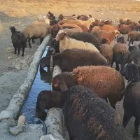 میش داشتی جوان سرحال|حیوانات مزرعه|کرچمبو, |دیوار