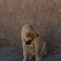 سگ سرابی|سگ|اراک, |دیوار