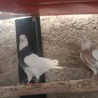 کبوتر طوقی و پلاکی|پرنده|هشتگرد, |دیوار