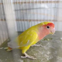 طوطی برزیلی ماده مست آماده جفت