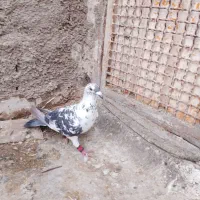 ماده بزک میزون آماده جفت