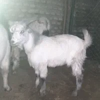 بزغاله نر|حیوانات مزرعه|علی‌آباد کتول, |دیوار