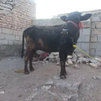 گوساله یا گاو دورگ