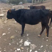 دو راس گاو آبستن با دو راس گوساله ماده سرحال|حیوانات مزرعه|پاپی, |دیوار