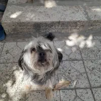 سگ پاکوتاه
