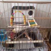 عروس هلندی|پرنده|دلیجان, |دیوار