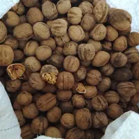 گردو