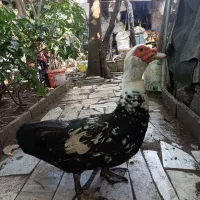 اردک اسرائیلی