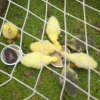 جوجه قو غاز